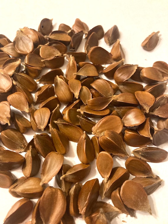 fargesia rufa kaninchen Fargesia rufa