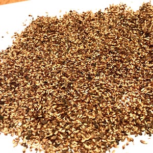 Sacred Fig Tree Seeds (FICUS RELIGIOSA) (Peepul Tree)
