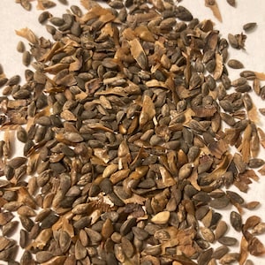 Schrenk&#39;s Spruce Tree Seeds (PICEA SCHRENKIANA)