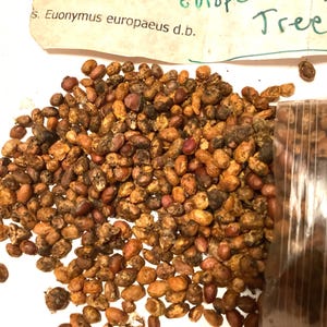 Spindle Tree Tree Seeds (EUONYMUS EUROPAEUS) (European Spindle Tree)