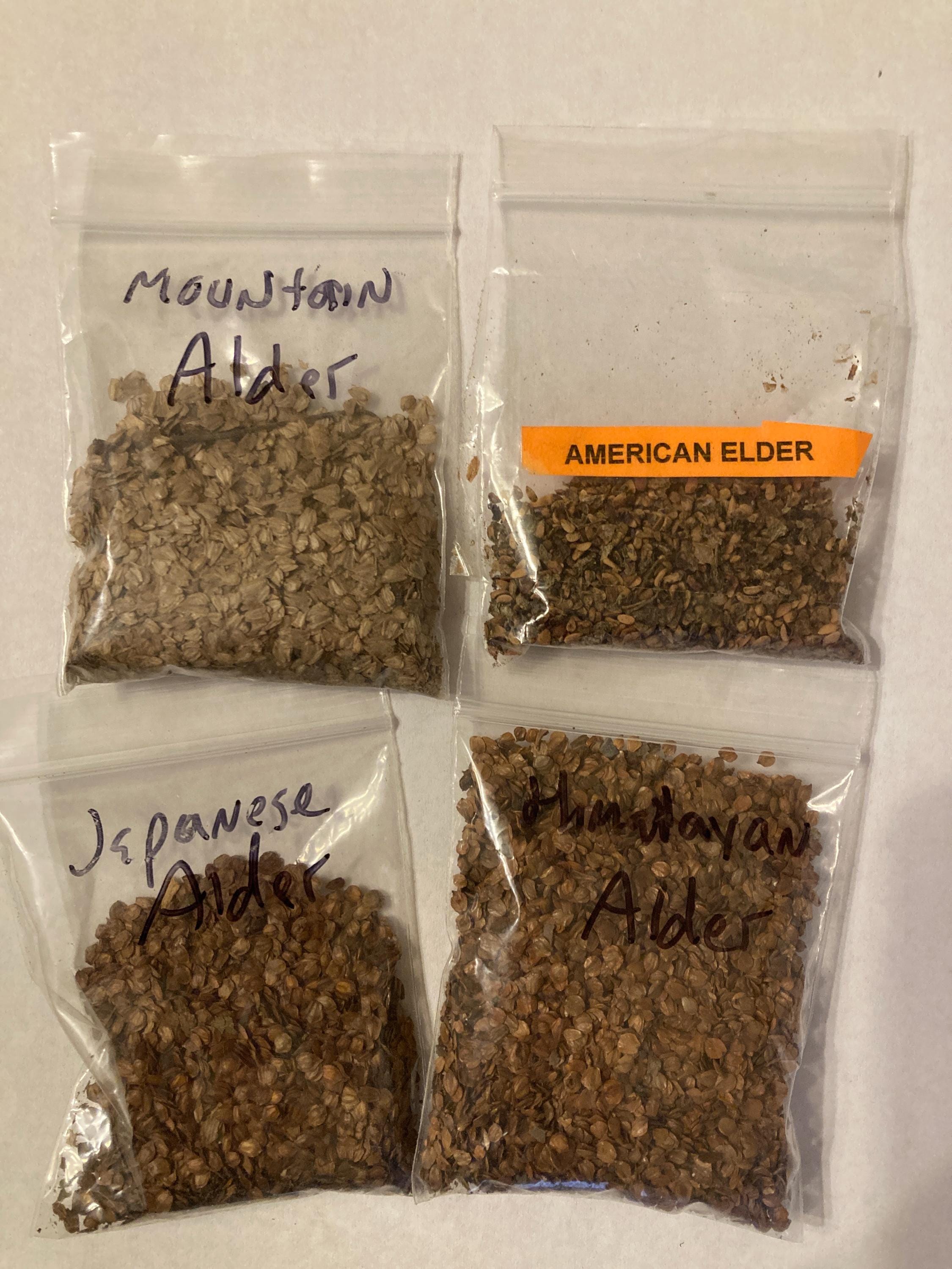 3 Types of ALDER TREE SEEDS (per Order Randomly Chosen) (alnus Genus ...