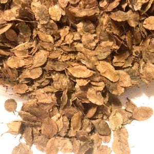 Chinese Elm Tree Seeds (ULMUS PARVIFOLIA) (Lacebark Elm)