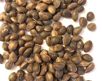 May include: A pile of pine nuts, with a mix of brown and tan hues. The nuts have an oval shape and a textured surface. The image is taken from a top-down perspective, showing the nuts scattered on a white surface.
