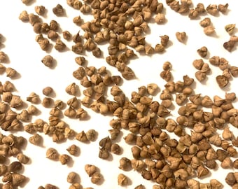 Japanese Zelkova Tree Seeds (ZELKOVA SERRATA)