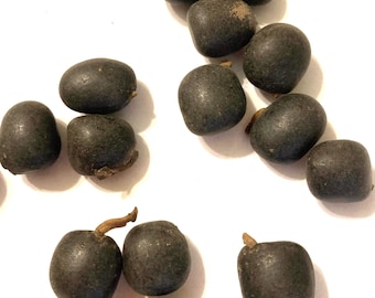 Chinese Coffee Tree Seeds (Gymnocladus Chinensis) - Soap Tree, Yunnan Bean