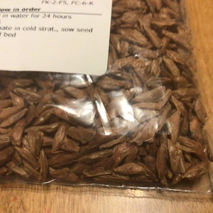 Noble Fir Tree Seeds (ABIES PROCERA)