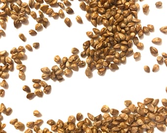 Eastern Red Cedar Tree Seeds (JUNIPERUS VIRGINIANA)
