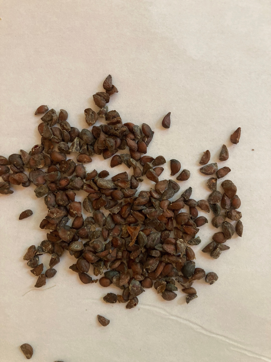 Quince Tree Seeds CYDONIA OBLONGA Etsy