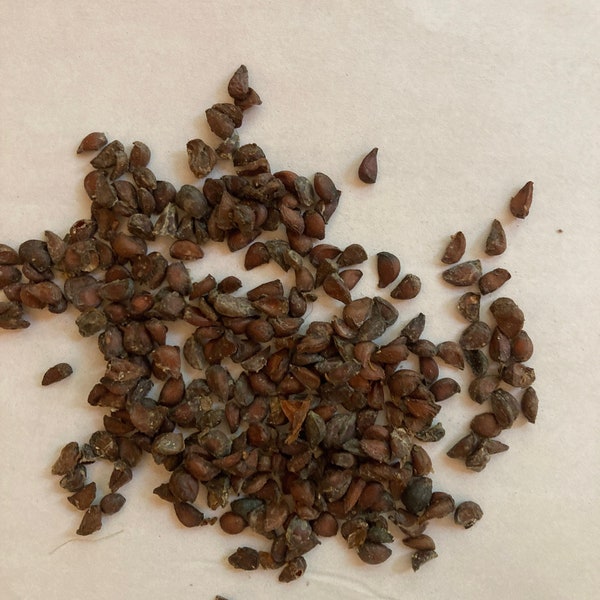 Quince Tree Seeds (Cydonia Oblonga)