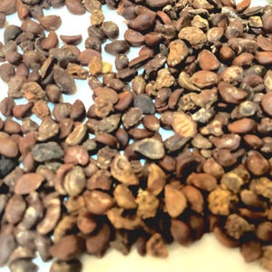 Utah Serviceberry Seeds  (AMELANCHIER UTAHENSIS)