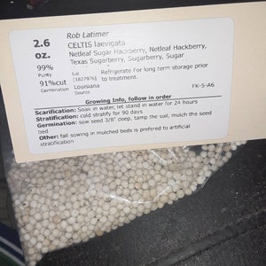 Texas Sugarberry Tree Seeds celtis Iaevigata sugar Hackberry - Etsy