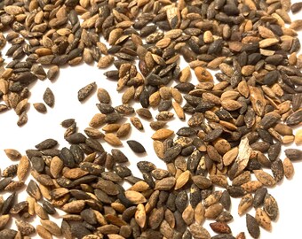 Mexican Weeping Pine Tree Seeds - Pinus Patula