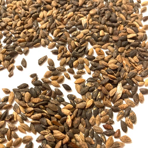 Mexican Weeping Pine Tree Seeds - PINUS PATULA