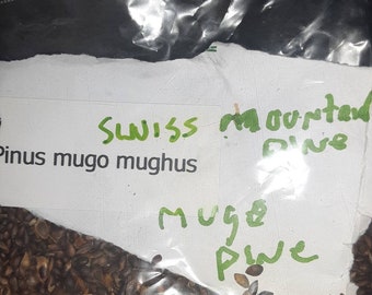 Mugo Pine Tree Seeds. (PINUS MUGO MUGHUS)