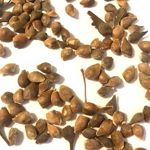 Paperbark Maple Tree Seeds (ACER GRISEUM)(Bloodbark Maple)