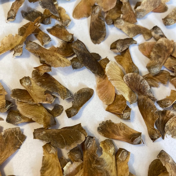 Japanese Maple Seeds