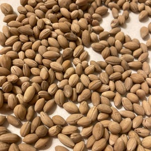 White Flowering Dogwood Tree Seeds (CORNUS FLORIDA NORTHERN)