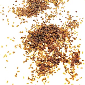 Quaking Aspen Tree Seeds (POPULUS TREMULOIDES) (Trembling Aspen)