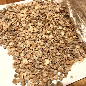May include: A collection of small, irregularly shaped, light brown and tan dried plant seeds or husks scattered across a white surface, with a portion of the contents remaining inside a clear plastic bag visible on the right side of the frame.