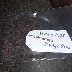 Orange Pear Tree Seeds ((pyrus phaeocarpa))