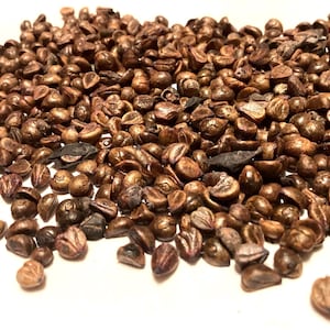 Virginia Creeper Seeds (PARTHENOCISSUS QUINQUEFOLIA) (Five-Leaved Ivy) (Engelmann’s Ivy)