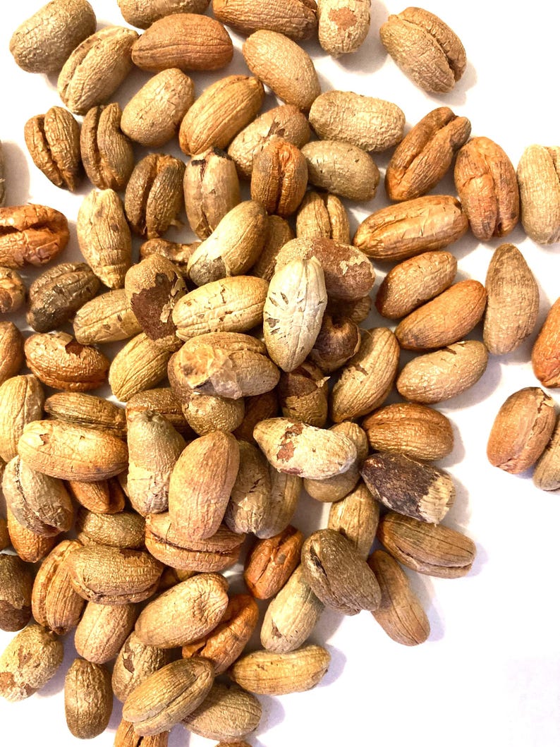TreeSeedMan Canary Island Palm Tree Seeds - Thumbnail 5