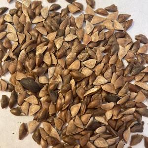 Lincoln Douglas Fir Tree Seeds (PSEUDOTSUGA TAXIFOLIA Glauca)