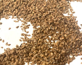 Sweet Birch Tree Seeds (BETULA LENTA) (Black Birch)