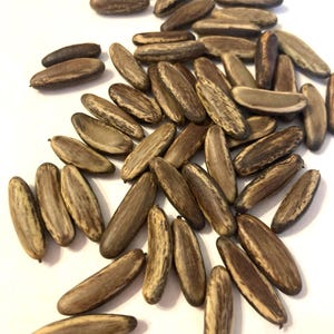 May include: A collection of elongated, brown seeds with a striped pattern. The seeds are oval-shaped and vary in shades of brown and tan. They are scattered on a white surface, showcasing their natural textures and colors.