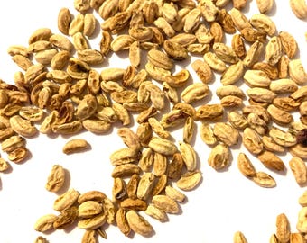 Black Hawthorn Tree Seeds (CRATAEGUS DOUGLASII)(River Hawthorn)(Douglas Hawthorn)