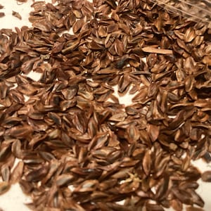 May include: A close-up image of a pile of brown seeds. The seeds are small and flat, with a slightly pointed shape. They are scattered on a white surface.