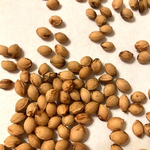 Carmine Jewel Cherry Tree Seeds (PRUNUS FRUTICOSA x CERASUS)