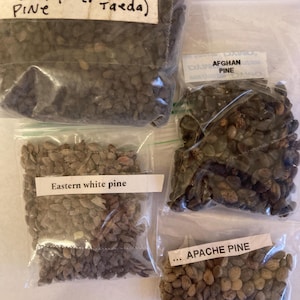 3 types of PINE TREE SEEDS (Pinus Genus) (per order randomly chosen)