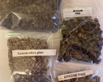 3 types of PINE TREE SEEDS (Pinus Genus) (per order randomly chosen)