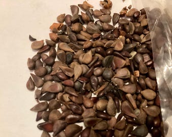 Japanese Flowering Quince Tree Seeds (CHAENOMELES JAPONICA)