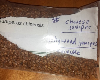 Chinese Juniper Tree Seeds (JUNIPERUS CHINENSIS) (Hollywood Juniper)