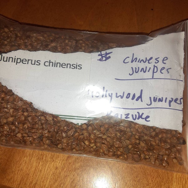 Chinese Juniper Tree Seeds (JUNIPERUS CHINENSIS) (Hollywood Juniper)