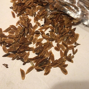 Lilac Tree Seeds (SYRINGA VULGARIS)