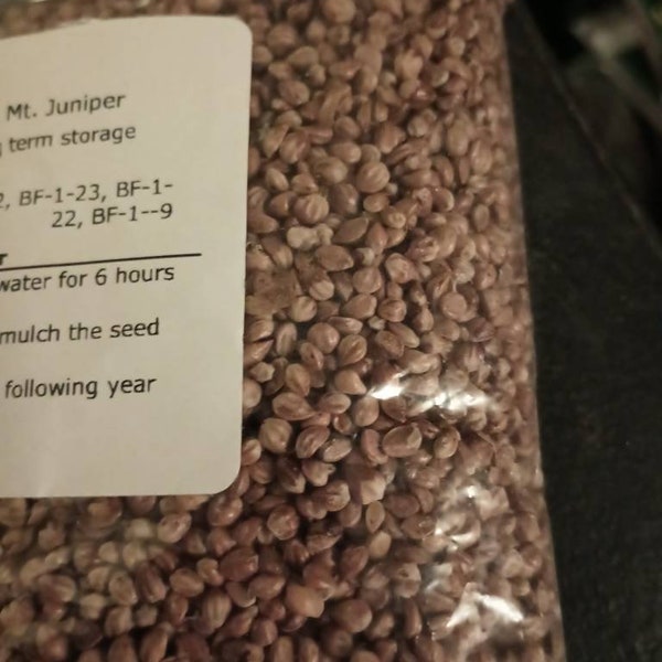 Rocky Mtn Juniper Tree Seeds (Juniperus Scopulorum) (New Supply from 2022 Crop Harvest)