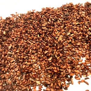 Amur Mountain Ash Tree Seeds (SORBUS POHUASHANENSIS)