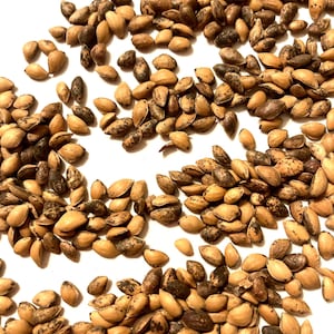 Khasi Pine Tree Seeds (Pinus Kesiya) (Three-Needled Pine)(Baguio Pine)