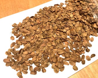 Fontanesia Tree Seeds (FONTANESIA PHILLYRAEOIDES) (Syrian Privet Shrub)