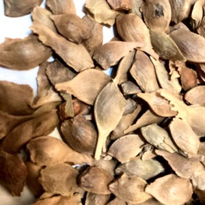 Shantung Maple Tree Seeds (ACER TRUNCATUM) (Purpleblow Maple)