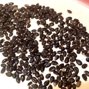Silver Wattle Tree Seeds (ACACIA DECURRENS DEALBATA) (Silver Acacia)(Blue Wattle)