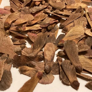 Downy Japanese Maple Tree Seeds (ACER JAPONICUM ACONITIFOLIUM) (Fern-Leaved Full Moon Maple)