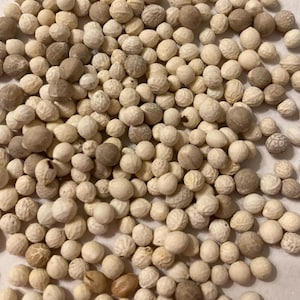 May include: A close-up of a pile of small, round, white and beige seeds. The seeds are smooth and have a slightly textured surface.
