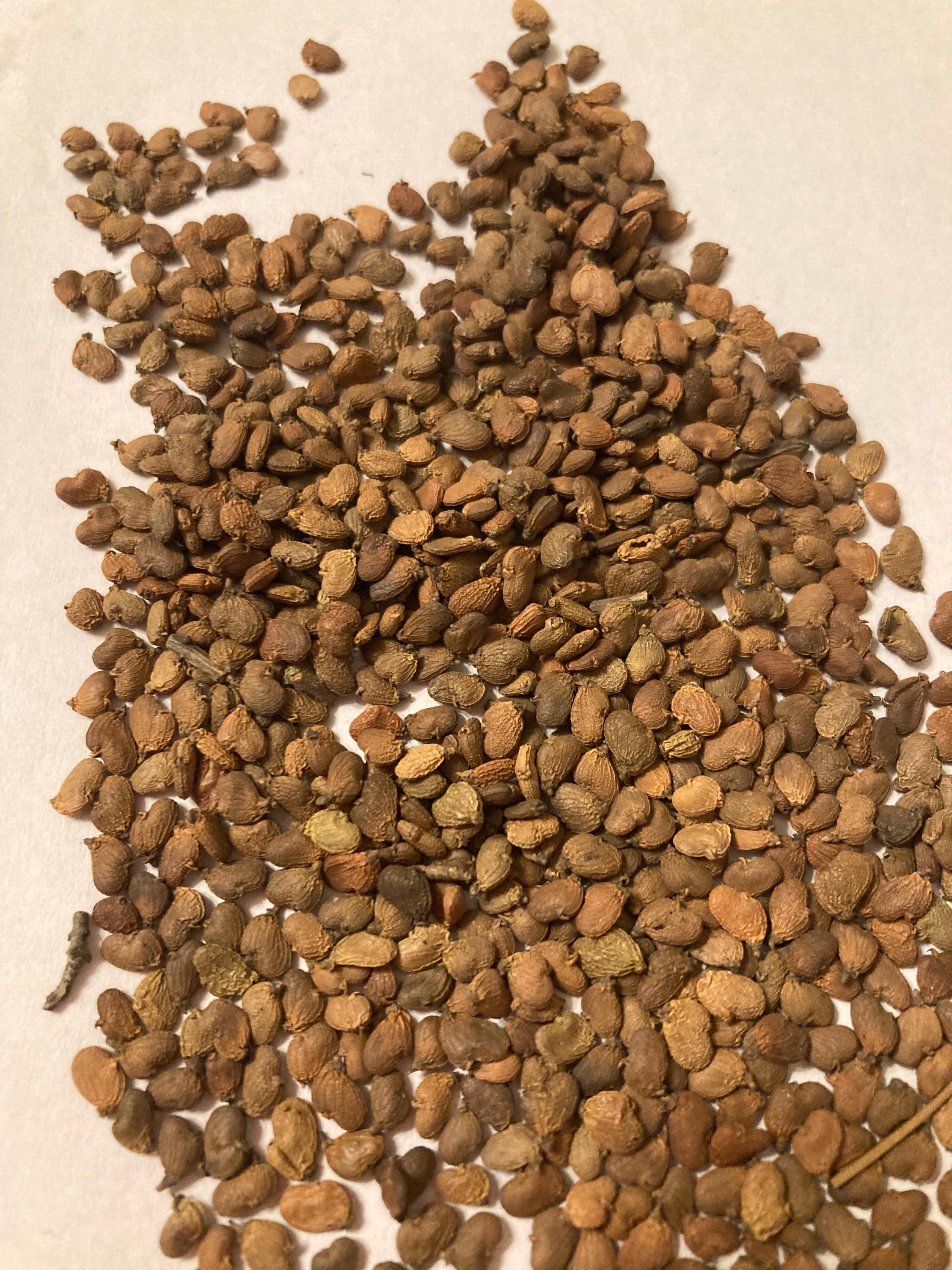 Smoketree Shrub Seeds (COTINUS COGGYGRIA) (smoke Bush) (european Smoketree)  - Etsy