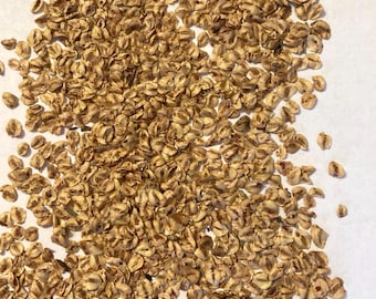 Dawn Redwood Tree Seeds (METASEQUOIA GLYPTOSTROBOIDES)
