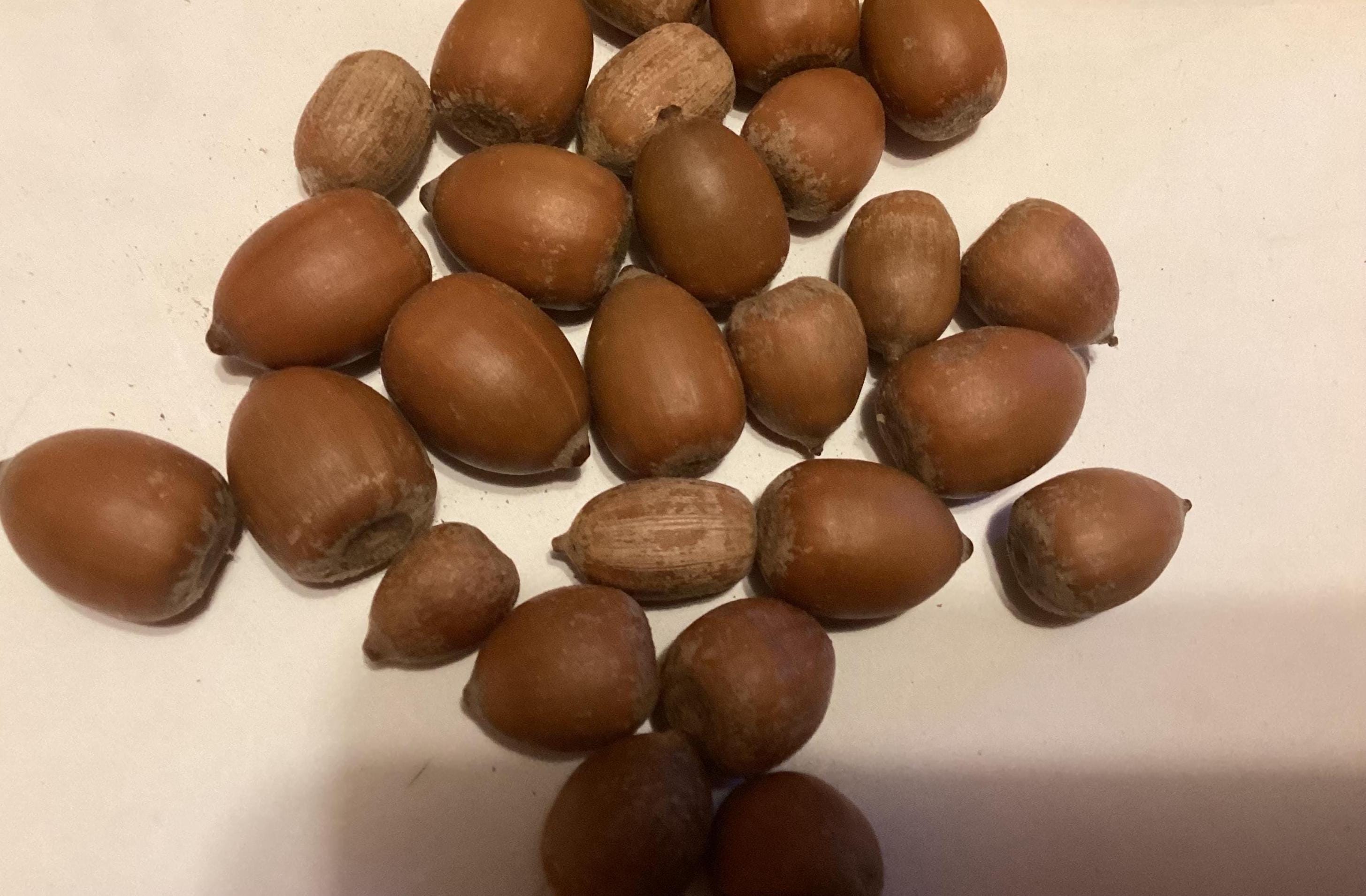 Quercus Rubra Acorn Seeds For Planting 2025 - 5+ Count Quercus Rubra Acorns  For 2025 Planting, Grow Your Own Oak Trees Red Oak Tree Seeds, image size:2910x1909