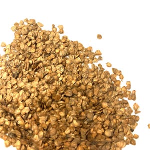 Red Alder Tree Seeds (ALNUS RUBRA) - Etsy